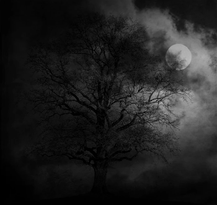 grayscale photo of leafless tree night moon landscape moonlight 2k