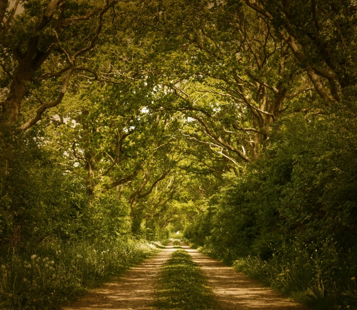 green tree under blue skies during daytime forest trees path 2k 4k