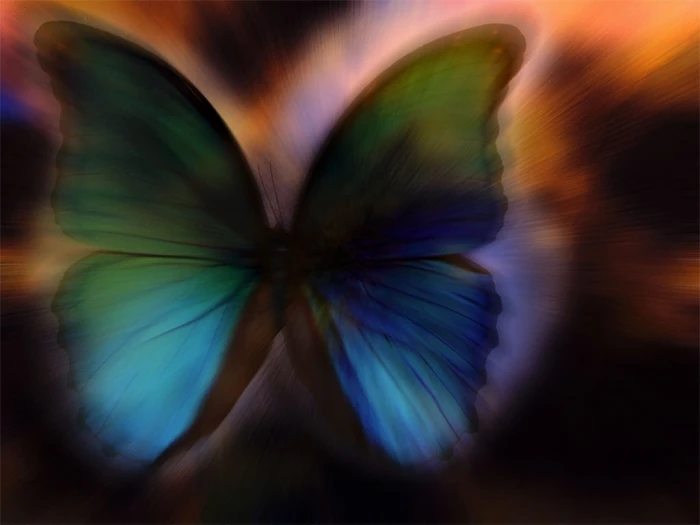 insect butterfly mystic HD animals