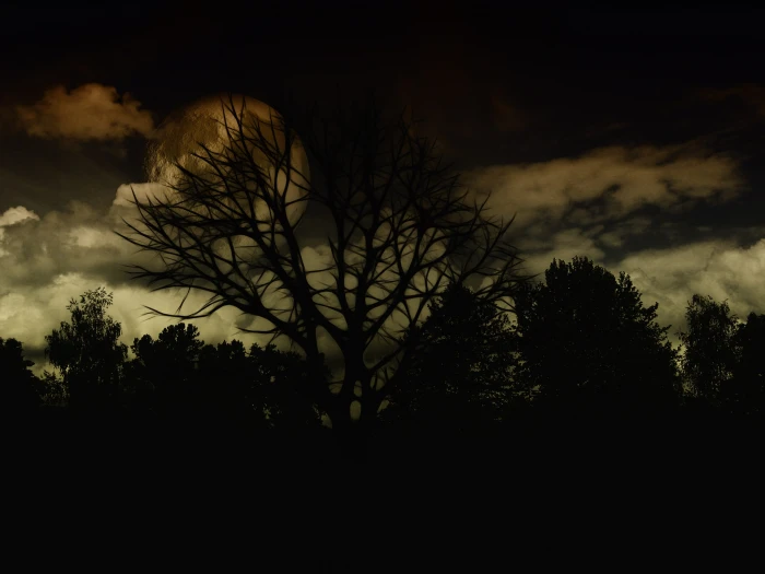 Landscape Night Dark Tree Kahl aesthetic branches photoshop 2k