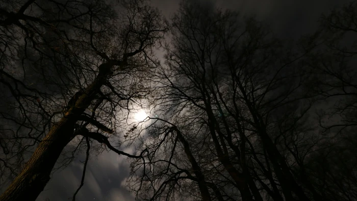 moonlight forest night background full moon mood contemplation 2k