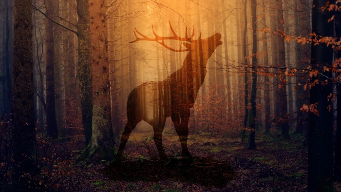 nature forest deer woodland sunlight darkness silhouette 2k 4k
