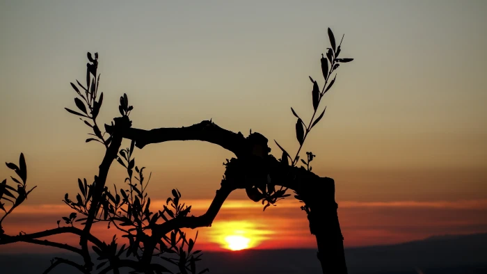 silhouette of tree sunset olive branches nature branch 2k 4k 5k