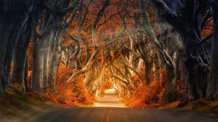 the dark hedges armoy ireland road avenue forest sunbeam 2k 4k 5k