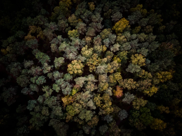 trees bird s eye view drone high autumn forest dark silent 2k 4k