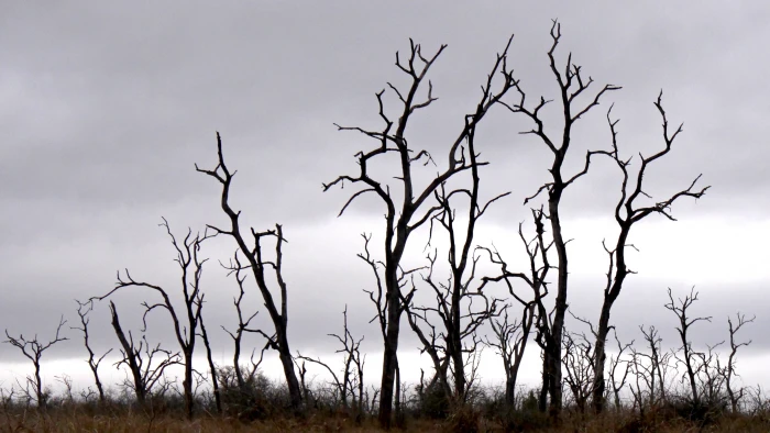 trees dead plant silhouette mystical landscape nature 2k 4k