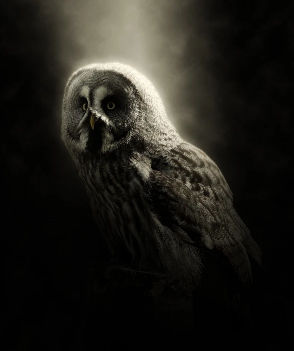 white and black owl gray bird animal nature forest head 2k
