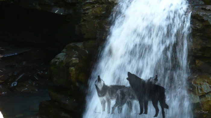 Wolves Waterfall group of alaskan malamutes firefox persona 2k