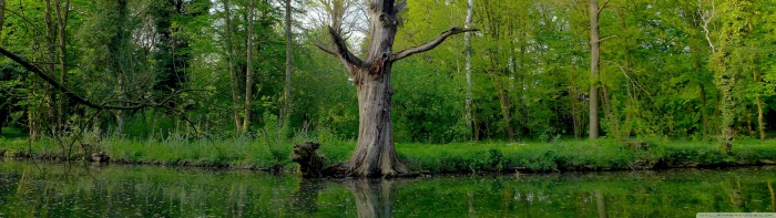 arbre dual monitor multi multiple nature screen tree widescreen dualmonitor dualscreen 2k 4k