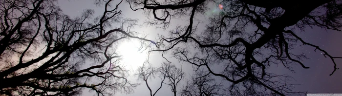 arbre dual monitor multi multiple nature screen tree widescreen dualmonitor dualscreen 2k 4k