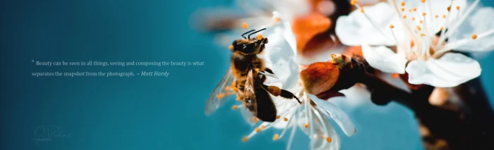 Bee brown honeybee Aero Macro Spring Flowers Blossom canon widescreen dualmonitor dualscreen 2k