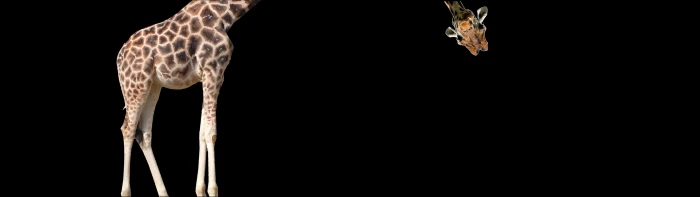 Drole dual giraffe humor Humour Lol md monitor screen widescreen dualmonitor dualscreen 2k 4k