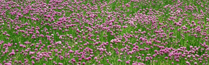 dual screen beautiful pictures for flowering plant vulnerability widescreen dualmonitor dualscreen 2k