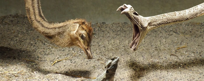 dual monitor multi screen Widescreen animal wildlife animals in the wild widescreen dualmonitor dualscreen 2k