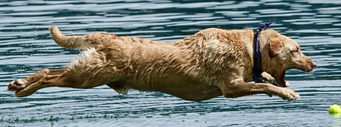 dual monitor multi screen Widescreen animal themes widescreen dualmonitor dualscreen 2k