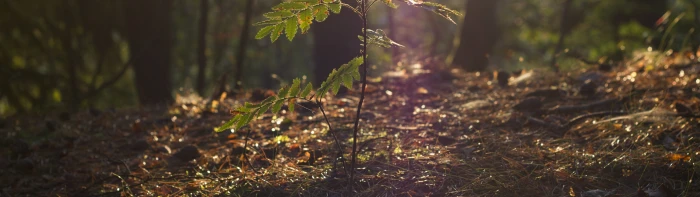 green leafed plant dual monitors multiple display plants land widescreen dualmonitor dualscreen 2k 4k