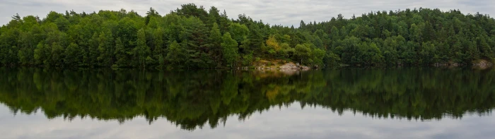 green leafed trees dual monitors multiple display landscape widescreen dualmonitor dualscreen 2k 4k