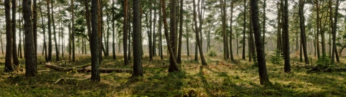 landscape forest pine trees nature dual display multiple widescreen dualmonitor dualscreen 2k 4k