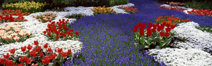red tulip field flowers spring tulips daffodils dual screen widescreen dualmonitor dualscreen 2k 4k