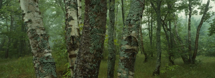 Trees Dual Monitor green leafed trees Nature Forests plant widescreen dualmonitor dualscreen 2k