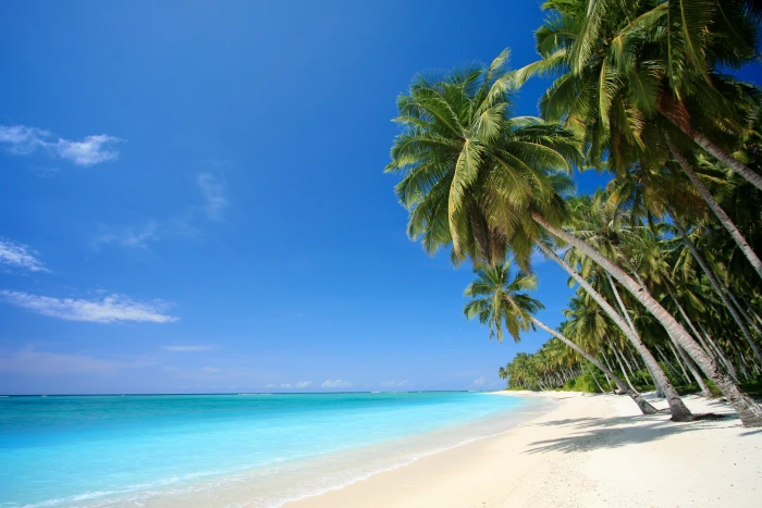beach palm trees sea landscape nature 2k 4k 5k 8k