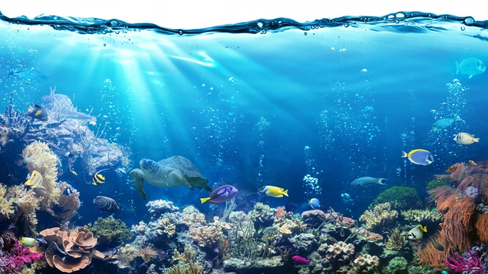 coral reef fish ocean water underwater fishes sea stony 77 2k 4k 5k 8k