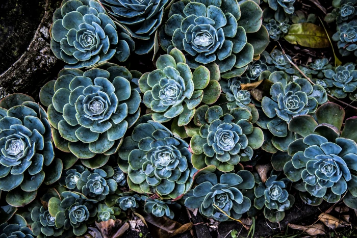 green and blue succulent plants pattern ornament fractal flower 2k 4k 5k