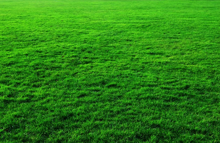 Green Grass Background photos lawn public domain nature green Color 2k 4k 5k
