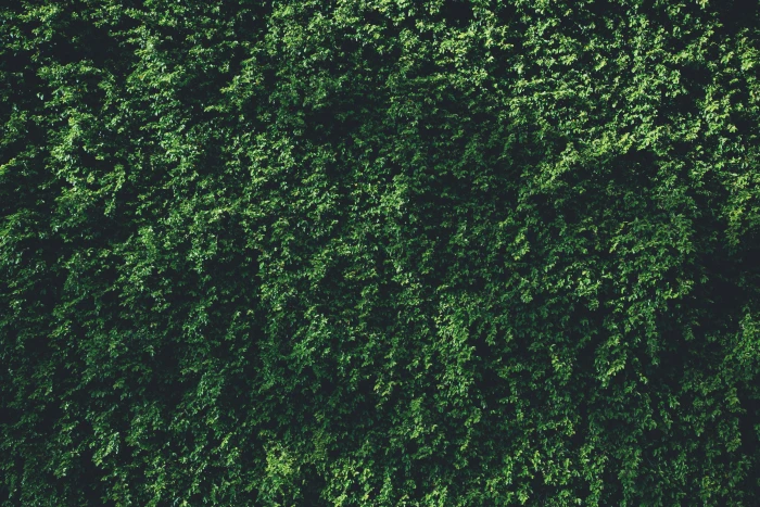 green leaf plant black leaves plants backgrounds nature 2k 4k 5k