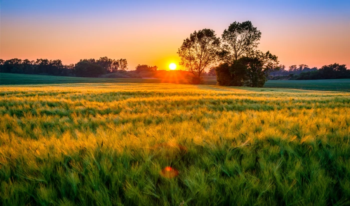 green plane field during sunst North Zealand sunset atmosphere 2k 4k 5k