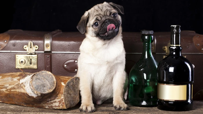 mops image mammal domestic animals one animal 2k 4k 5k 8k