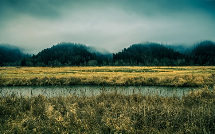 pines forest sky river Oregon fog 2k 4k 5k