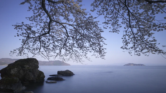 Sea wallpaper ocean rocks tree 2k 4k 5k 8k
