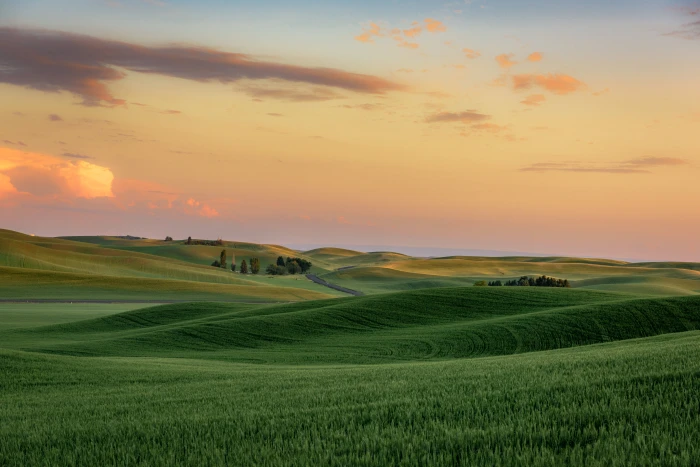 shallow focus photography of green grass field under orange sunset 2k 4k 5k