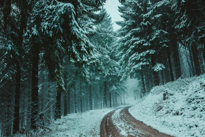 Trees Covered With Snow branches cold conifer coniferous 2k 4k 5k