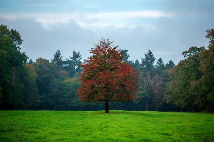 trees Forest meadows grass 2k 4k 5k