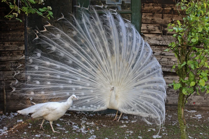 white peacock and peahen bird animals birds feathers wildlife 2k 4k
