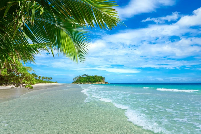 beach shore plants landscape tropical sea palm trees clouds 2k 4k 5k