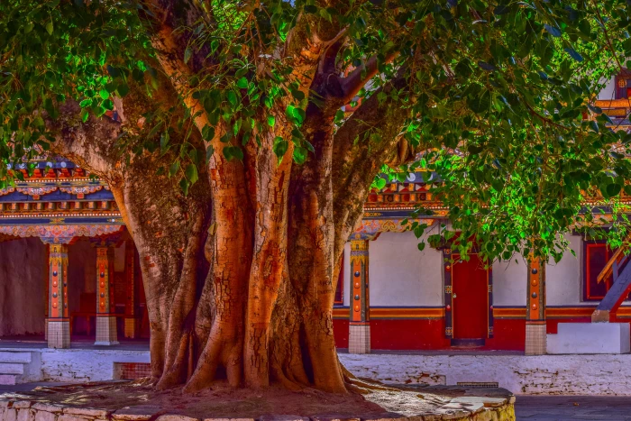 close up photo of green tree banyan bark big courtyard 2k 4k 5k