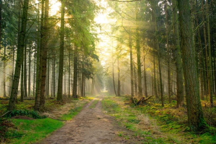 pine trees under sunrise forest shadow green yellow nature 2k 4k 5k