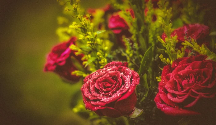 red rose Red Flower nature plant 2k 4k 5k