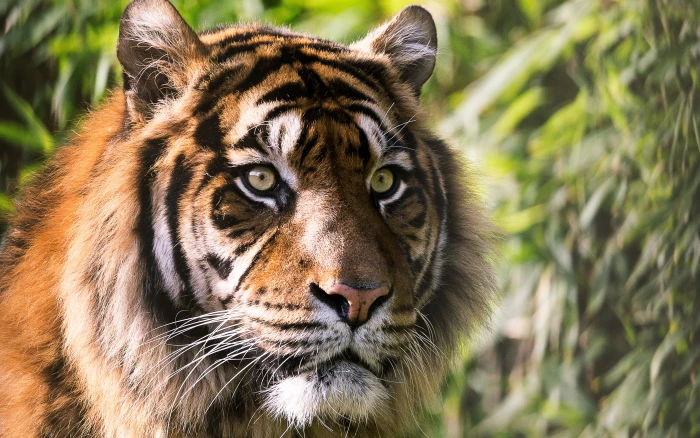 tiger HD Animal 2k 4k