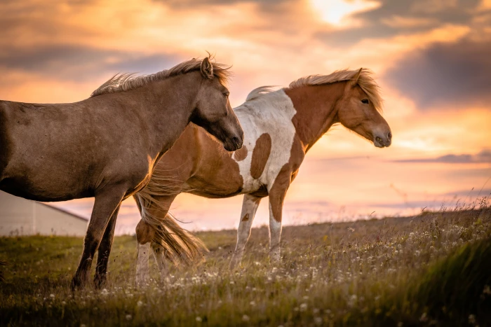 two brown horse on grass field under orange sky icelandic 2k 4k 5k