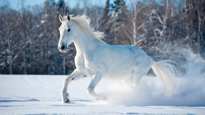 White Horse Running in Nature Snow Field Scenery 2k