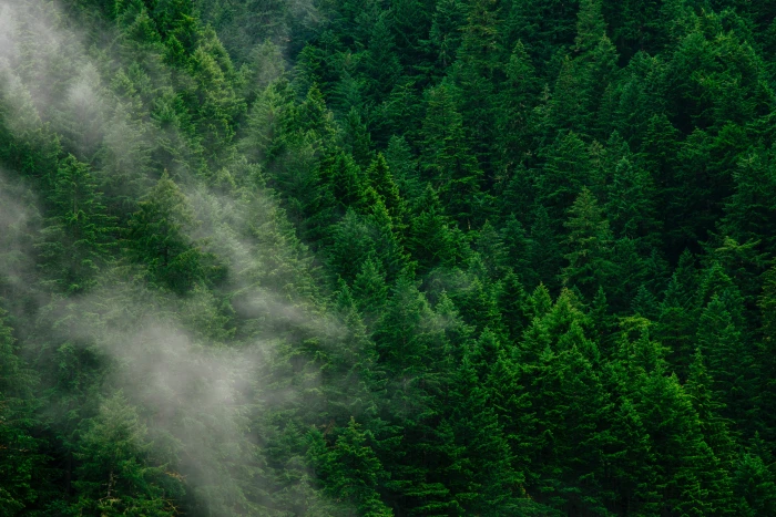 aerial photo of forest trees fog green nature clouds aesthetic 2k 4k 5k