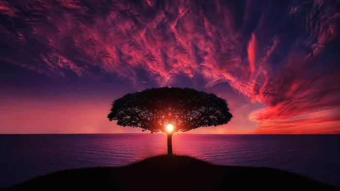 Soulful Sunset tree sky 2k