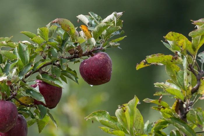Apple Fruit Tree Green Close Up Nature Red 2k
