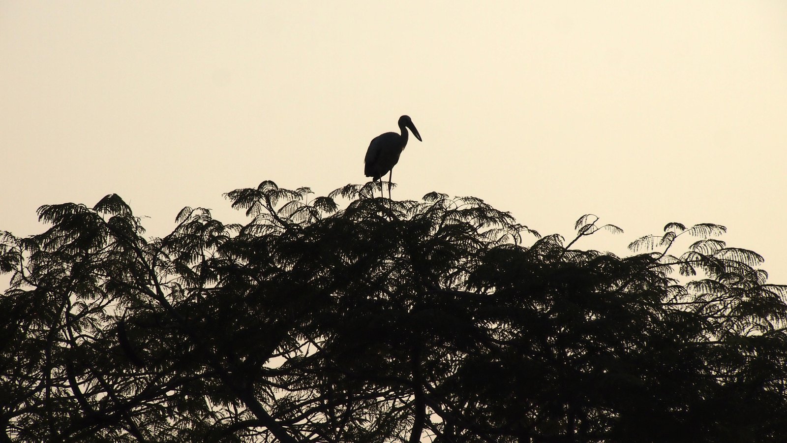 Stork in Ayutthaya 63 2k