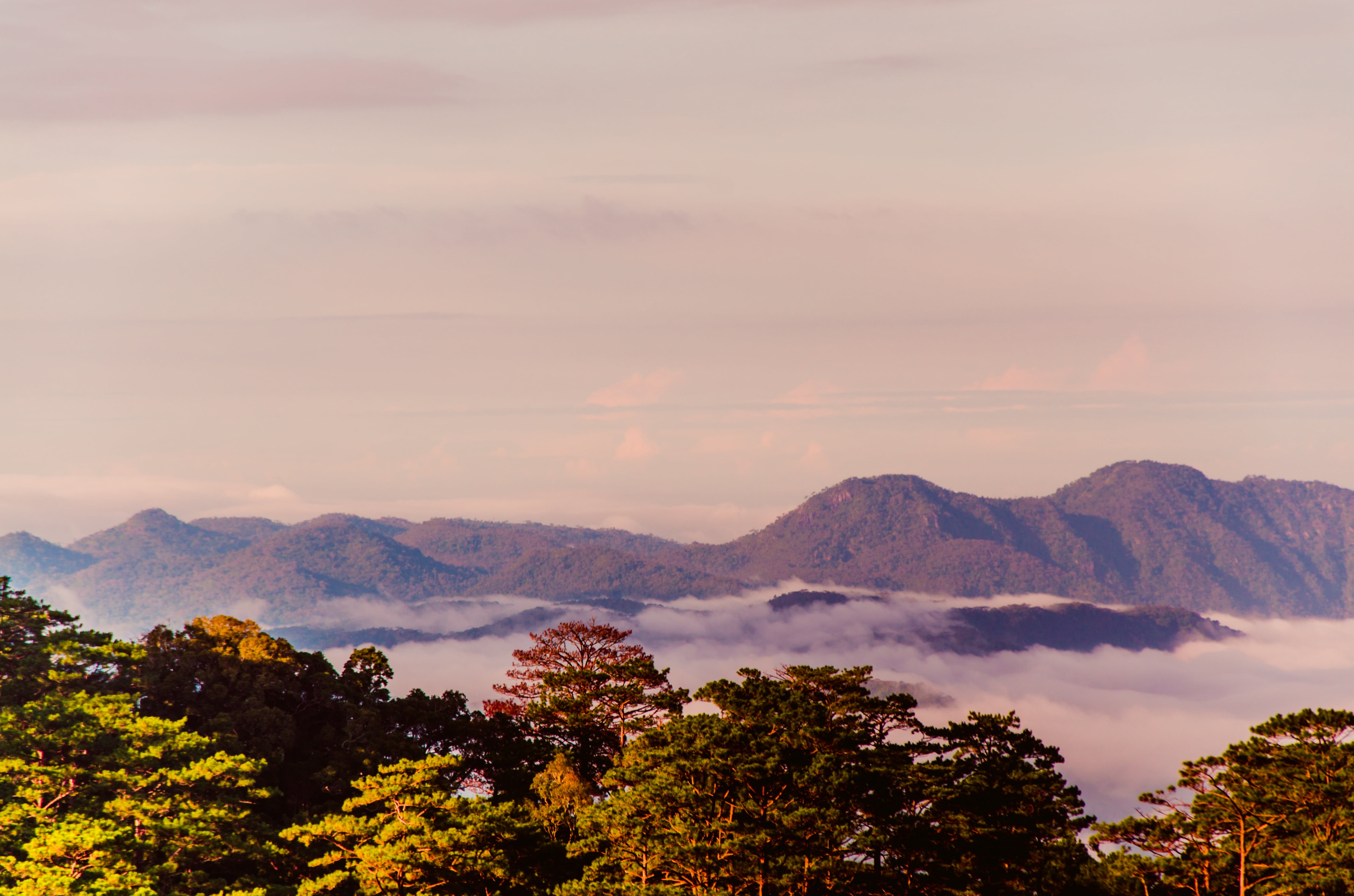 green leaf tree and mountain at day time sky night nature 2k 4k