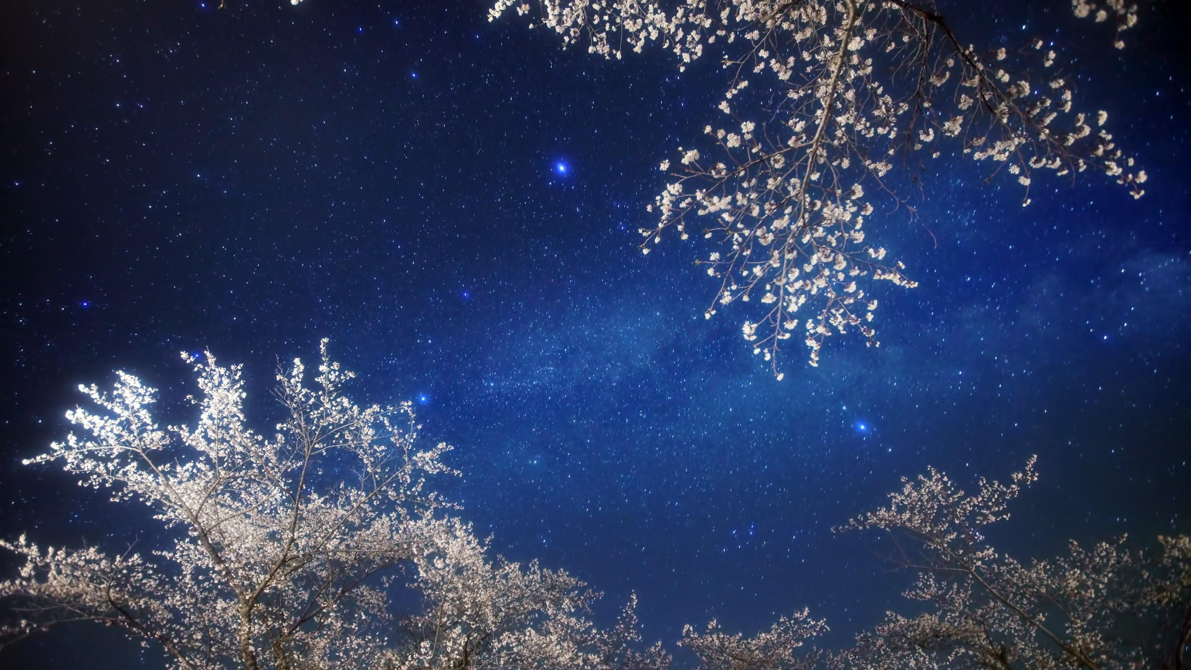 sky stars spring night starry flowery tree 2k